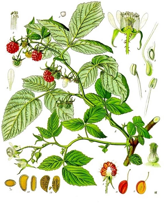 Himbeere - Rubus idaeus - Illustration Köhler