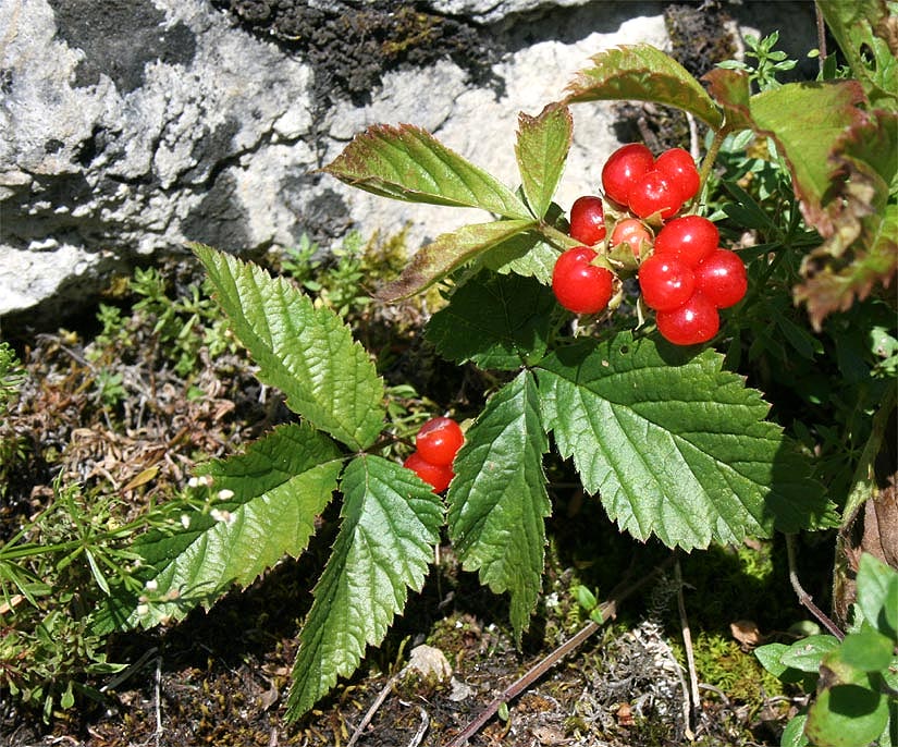 Steinbeere - Rubus saxatilis