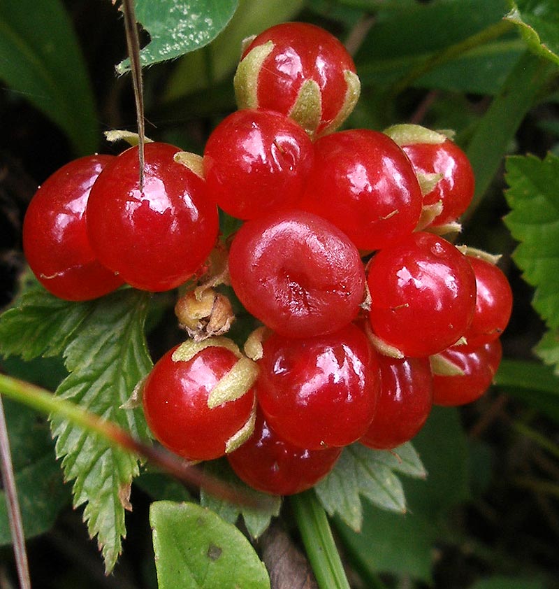 Steinbeere - Rubus saxatilis