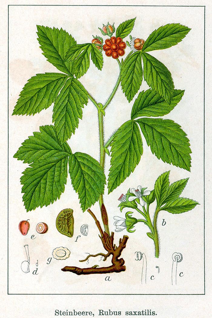 Steinbeere - Rubus saxatilis - Illustration Sturm
