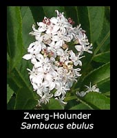 Zwerg-Holunder - Sambucus ebulus