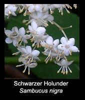 Schwarzer Holunder - Sambucus nigra