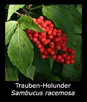 Trauben-Holunder - Sambucus racemosa