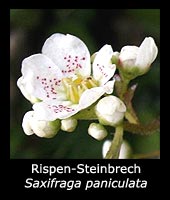 Rispen-Steinbrech - Saxifraga paniculata