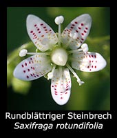 Rundblättriger Steinbrech - Saxifraga rotundifolia