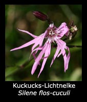 Kuckucks-Lichtnelke - Lychnis flos-cuculi