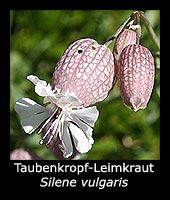 Taubenkropf-Leimkraut - Silene vulgaris