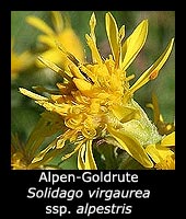 Alpen-Goldrute - Solidago virgaurea ssp. alpestris