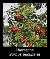 Eberesche - Sorbus aucuparia