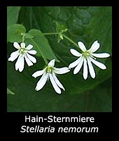 Hain-Sternmiere - Stellaria nemorum