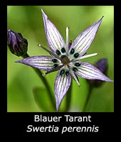 Blauer Tarant - Swertia perennis