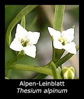 Alpen-Leinblatt - Thesium alpinum