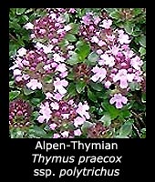 Alpen-Thymian - Thymus praecox