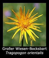 Großer Wiesen-Bocksbart - Tragopogon orientalis 