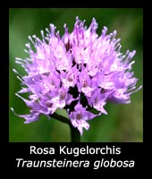 Rosa Kugelorchis - Traunsteinera globosa 