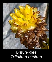 Braun-Klee - Trifolium badium
