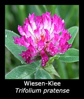 Wiesen-Klee - Trifolium pratense
