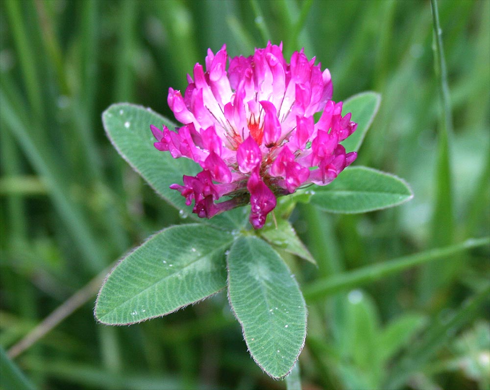 Wiesen-Klee - Trifolium pratense