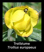Trollblume - Trollius europaeus