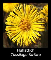 Huflattich - Tussilago farfara