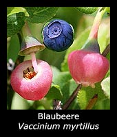 Blaubeere - Vaccinium myrtillus