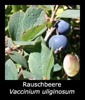 Rauschbeere - Vaccinium uliginosum