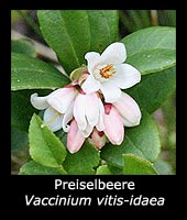 Preiselbeere - Vaccinium vitis-idaea