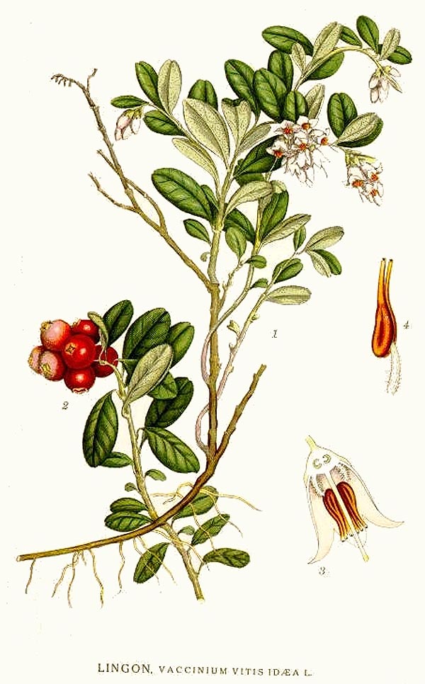 Preiselbeere - Vaccinium vitis-idaea - Illustration Lindman