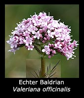 Echter Baldrian - Valeriana officinalis