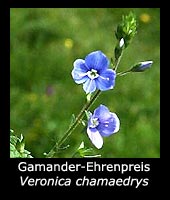Gamander-Ehrenpreis - Veronica chamaedrys