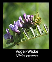 Vogel-Wicke - Vicia cracca