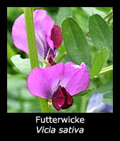 Futterwicke - Vicia sativa