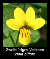 Zweiblütiges Veilchen - Viola biflora