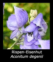Rispen-Eisenhut - Aconitum paniculatum