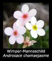 Wimper-Mannsschild - Androsace chamaejasme