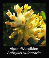 Alpen-Wundklee - Anthyllis vulneraria ssp. alpestris