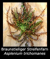 Braunstieliger Streifenfarn - Asplenium trichomanes