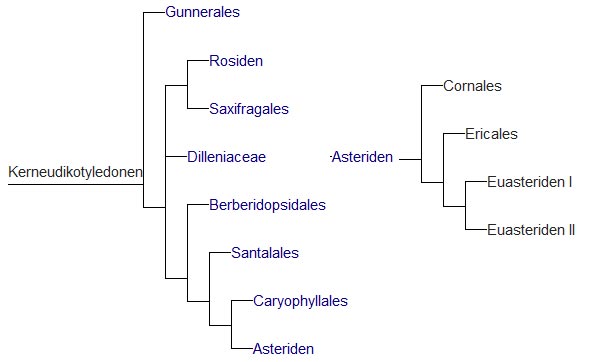 Kladogramm Eudikotyledonen - Asteriden