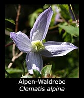 Alpen-Waldrebe - Clematis alpina