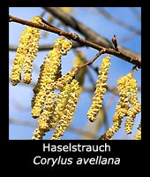 Haselstrauch - Corylus avellana