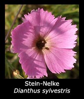 Stein-Nelke - Dianthus sylvestris