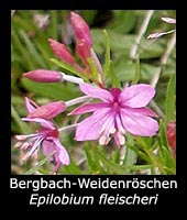 Bergbach-Weidenröschen - Epilobium fleischeri