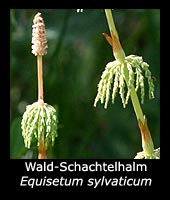 Wald-Schachtelhalm - Equisetum sylvaticum