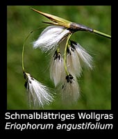 Schmalblättriges Wollgras - Eriophorum angustifolium
