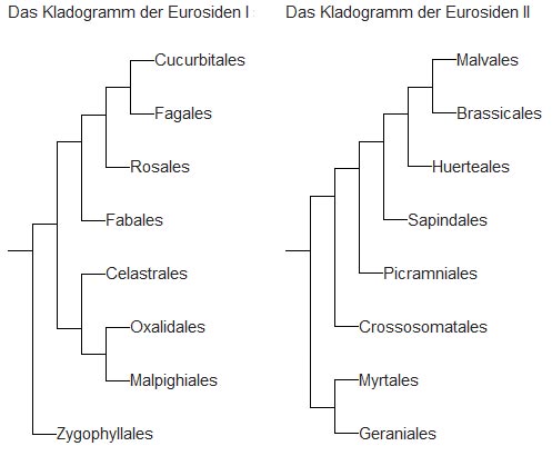 Kladogramme der Eurosiden I und II