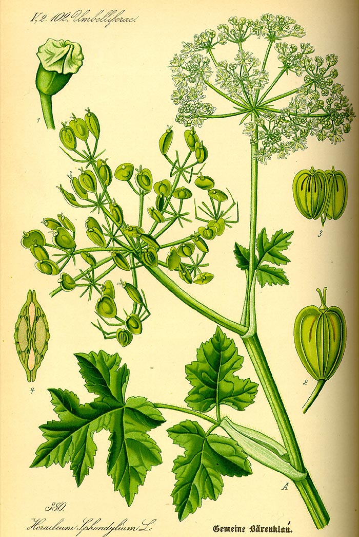 Wiesen-Bärenklau - Heracleum sphondylium - Illustration Thomé