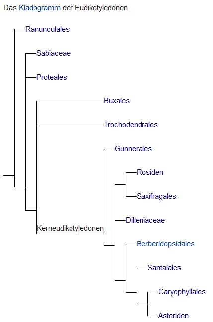 Kladogramm der Eudikotyledonen