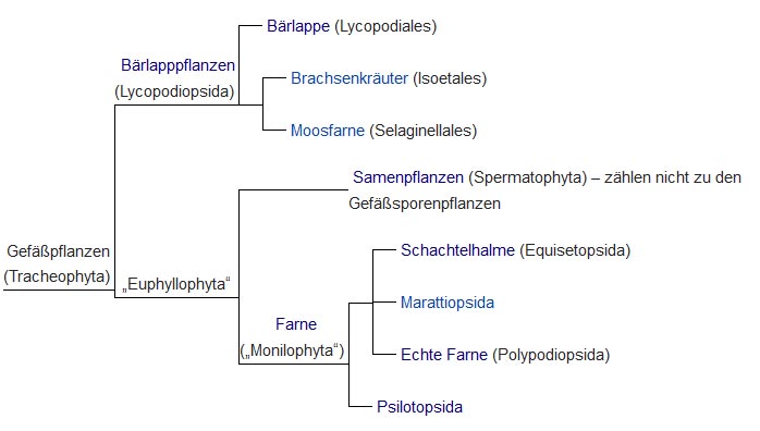 Kladogramm Gefäßpflanzen (Tracheophyta)