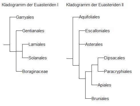 Kladogramme der Euasteriden I und II