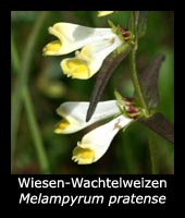 Wiesen-Wachtelweizen - Melampyrum pratense